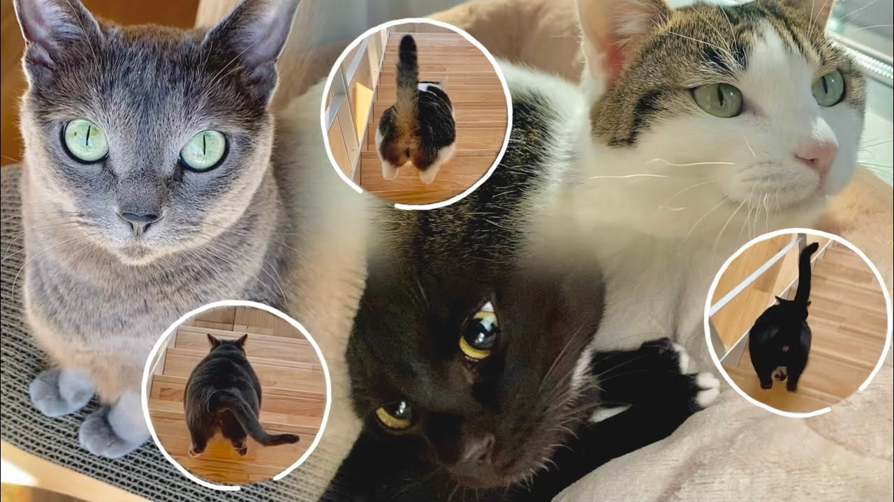 【保護猫と迎える朝】世界一幸せなモーニングルーティン