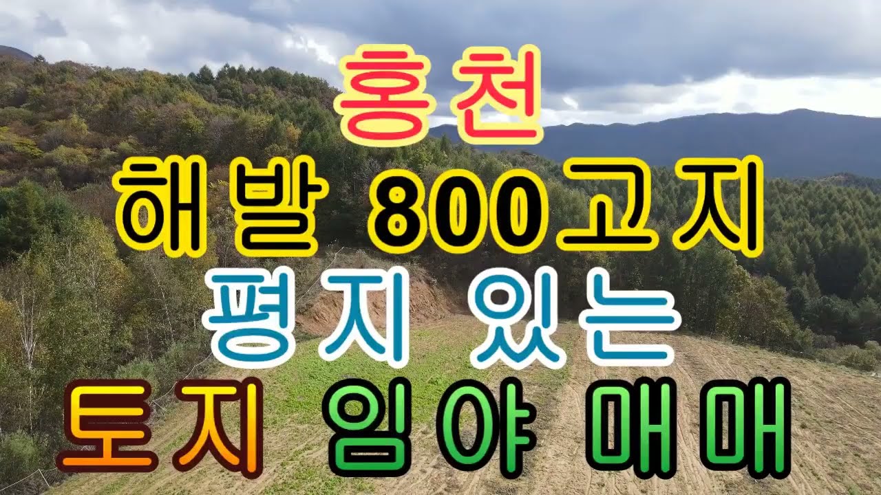 홍천 해발 800고지 평지 있는 토지 임야 매매 9917제곱 3000평 1억4천만