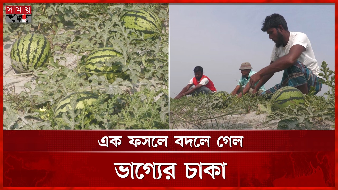 পতিত চরের জমিতে ফলেছে কোটি টাকার তরমুজ | Watermelon Cultivation | Nilphamari | Somoy TV
