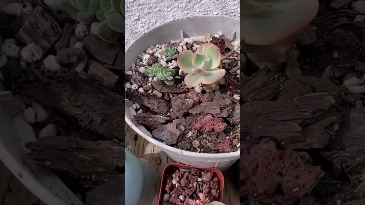 Acompañenme en la espera de resultados despues de decapitación en mi jardin 😍😍