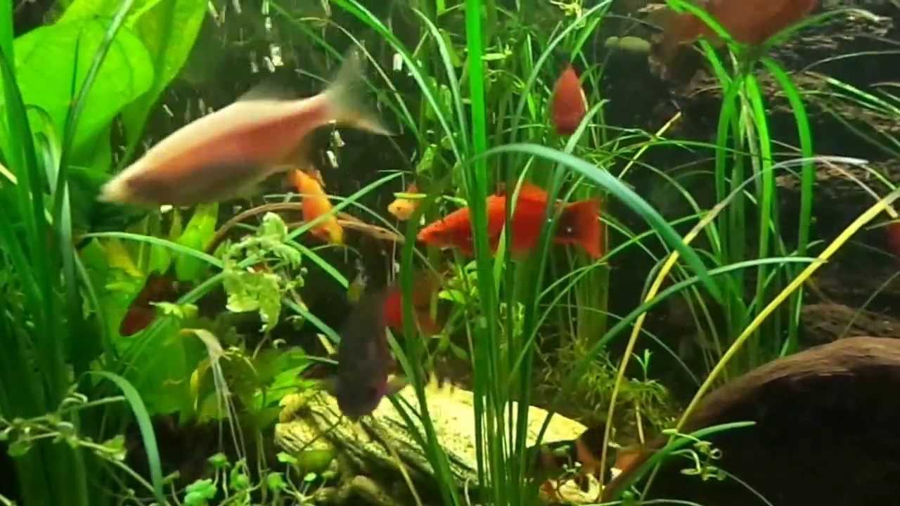 75 Gallon Planted Aquarium - Red Tail Shark, Rainbow Shark, Clown Loach, Red Tail Loaches, Etc.
