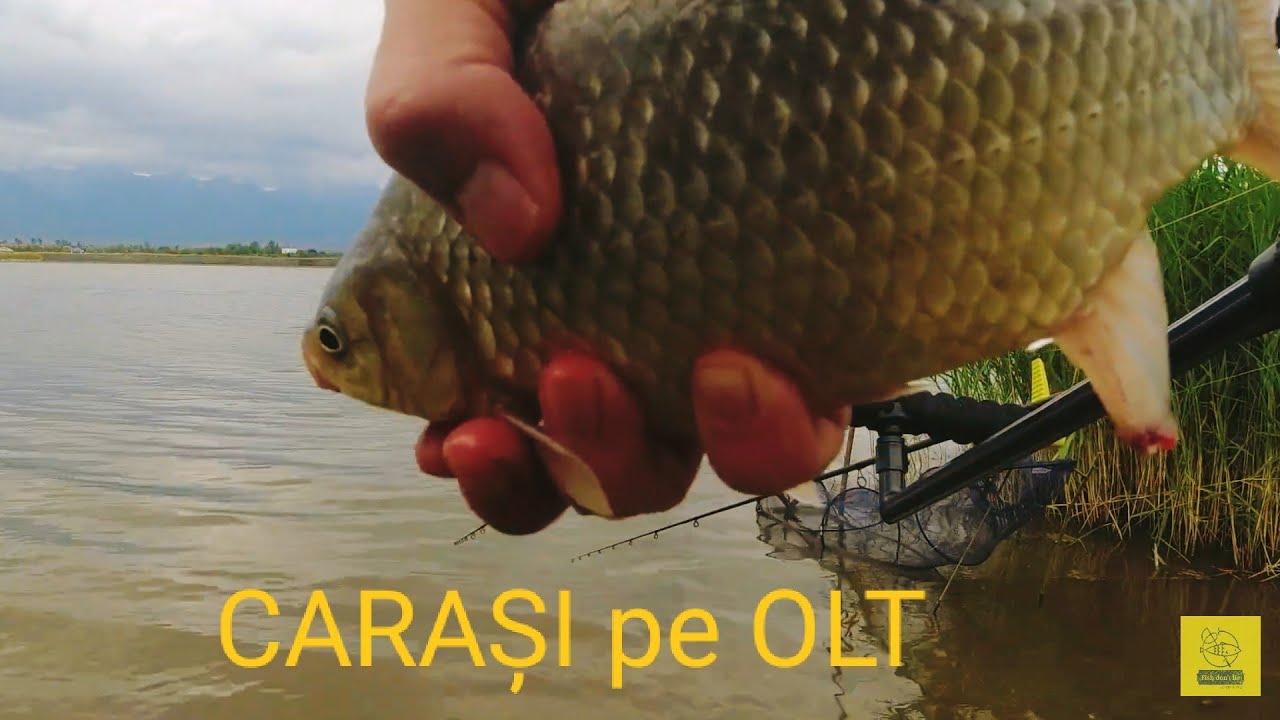 PESCUIT CARAS pe OLT la METHOD FEERER / Prima patridă dupa PROHIBIȚIE