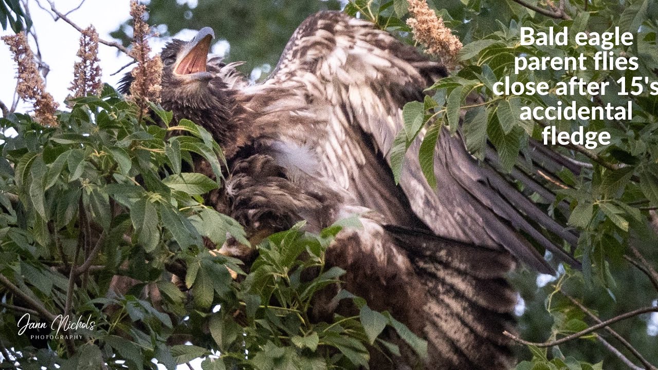 Bald eagle parent flies close over young eaglet after accidental fledge
