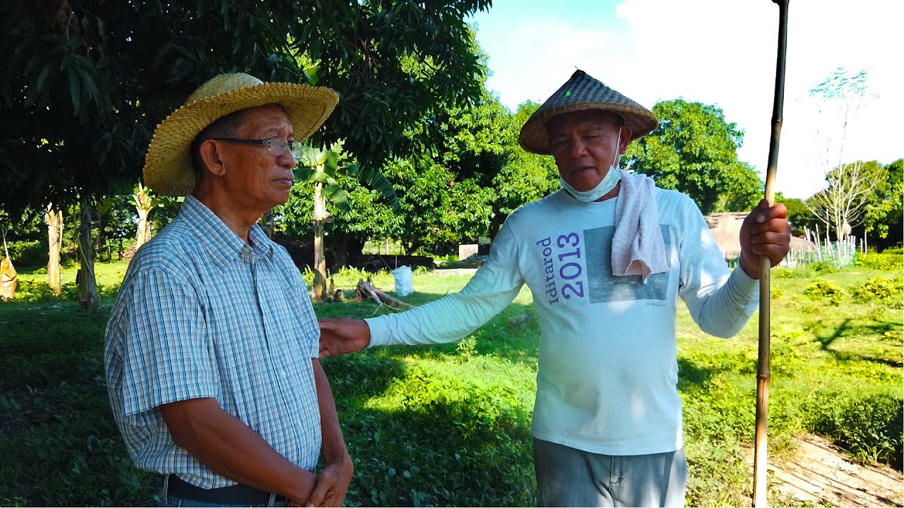 4.5 ha. rice land converted into diversified farming with mangoes, goats, cows, etc.