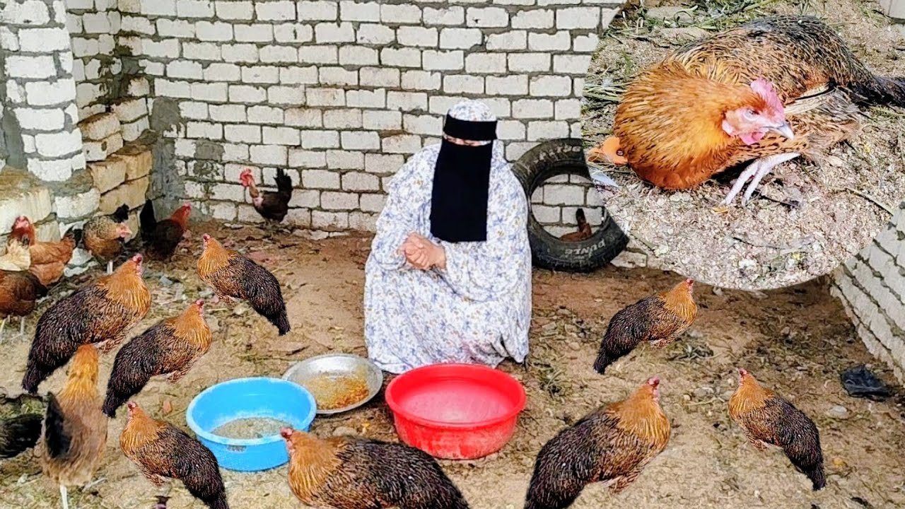 افضل علاج الشوطه وكشاشان وموت الفراخ البلدي 😢 من فيروس نيوكاسل فلازم تعملي كده على طول 