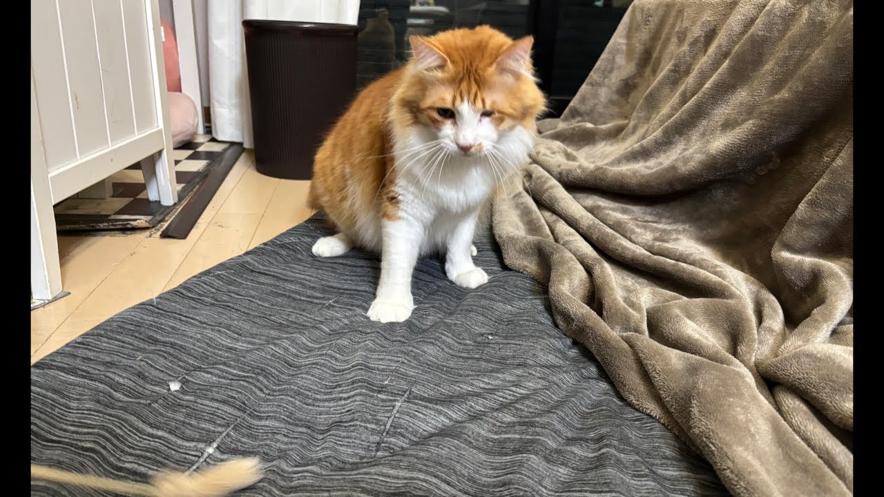 遊ぶ！｜0226（木）18：28～　Cat and gluttonous rabbit