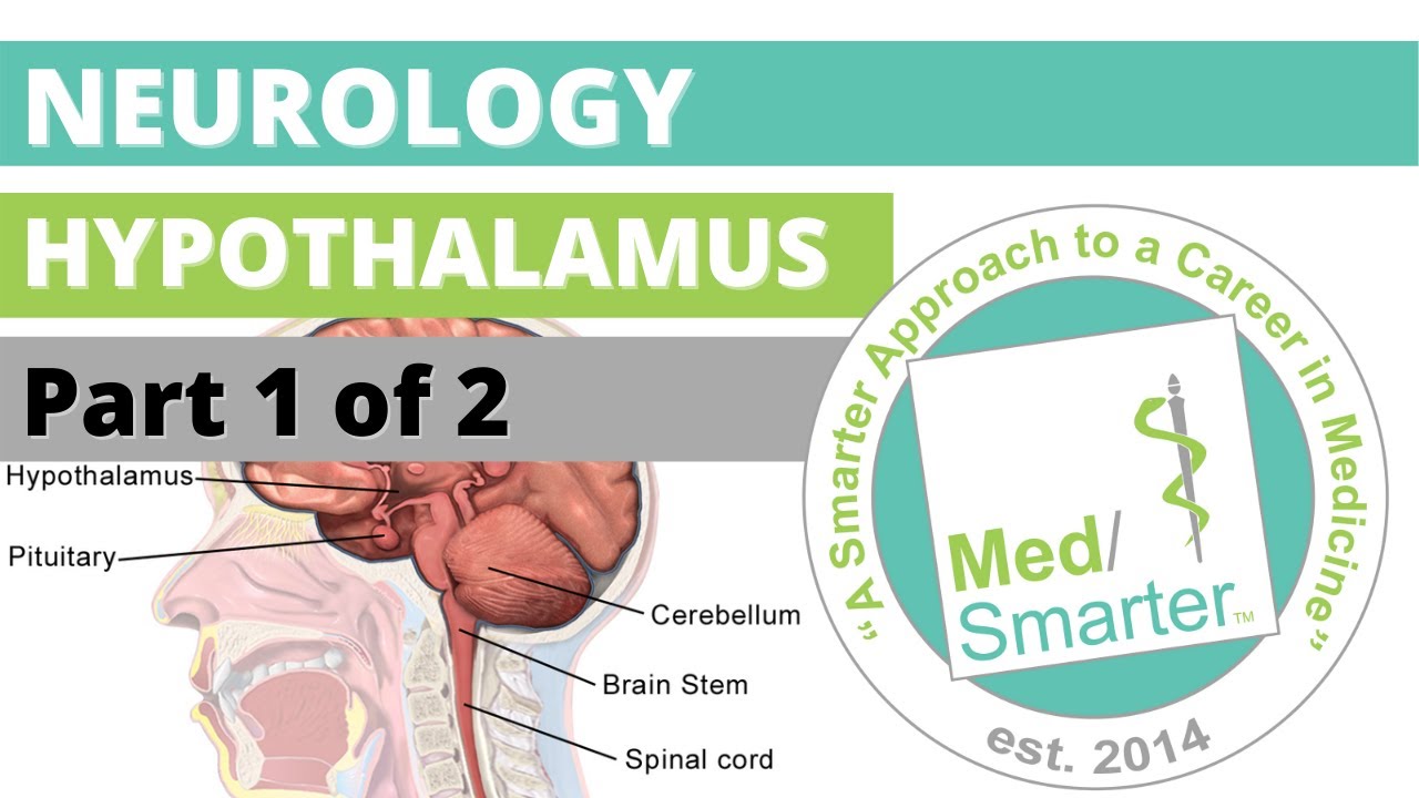 USMLE Step 1 | Neurology: Hypothalamus | MedSmarter | Part 1 of 2