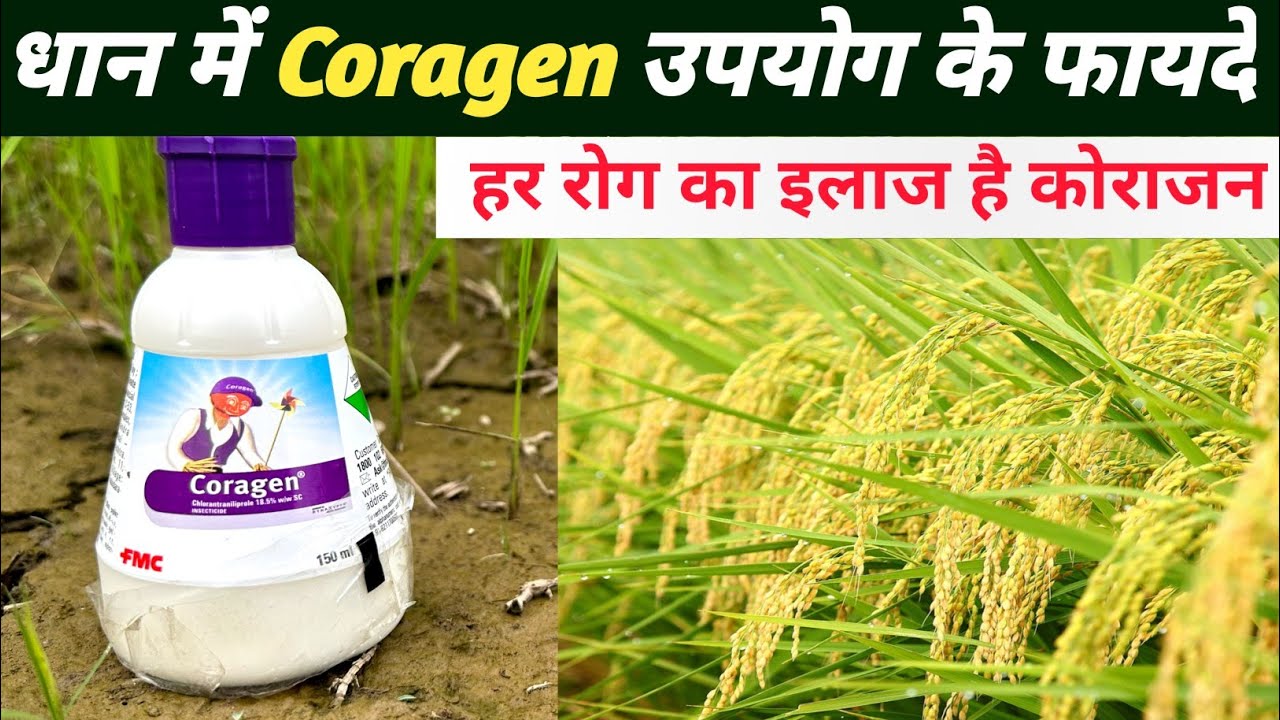 धान की खेती में कोराजन का उपयोग करने के फायदे | FMC Coragen Insecticide Benefit Rice Farming