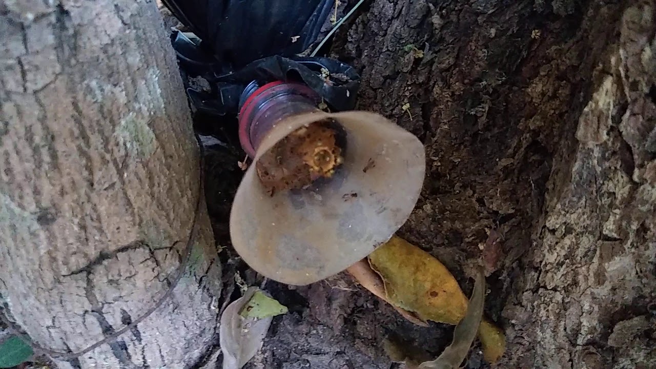 Conferindo as iscas e as capturas est&atilde;o &agrave; todo vapor!!