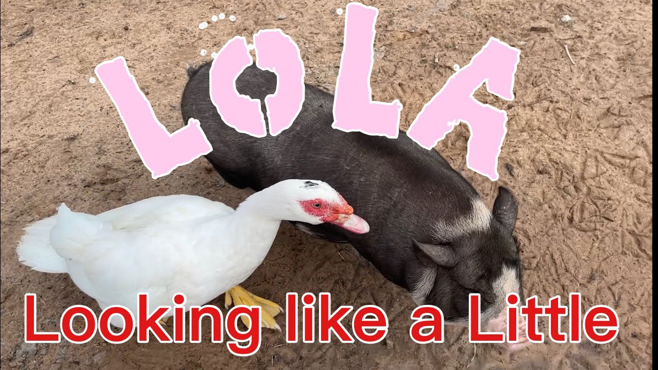 Pig Lola Survives Her Second Week!