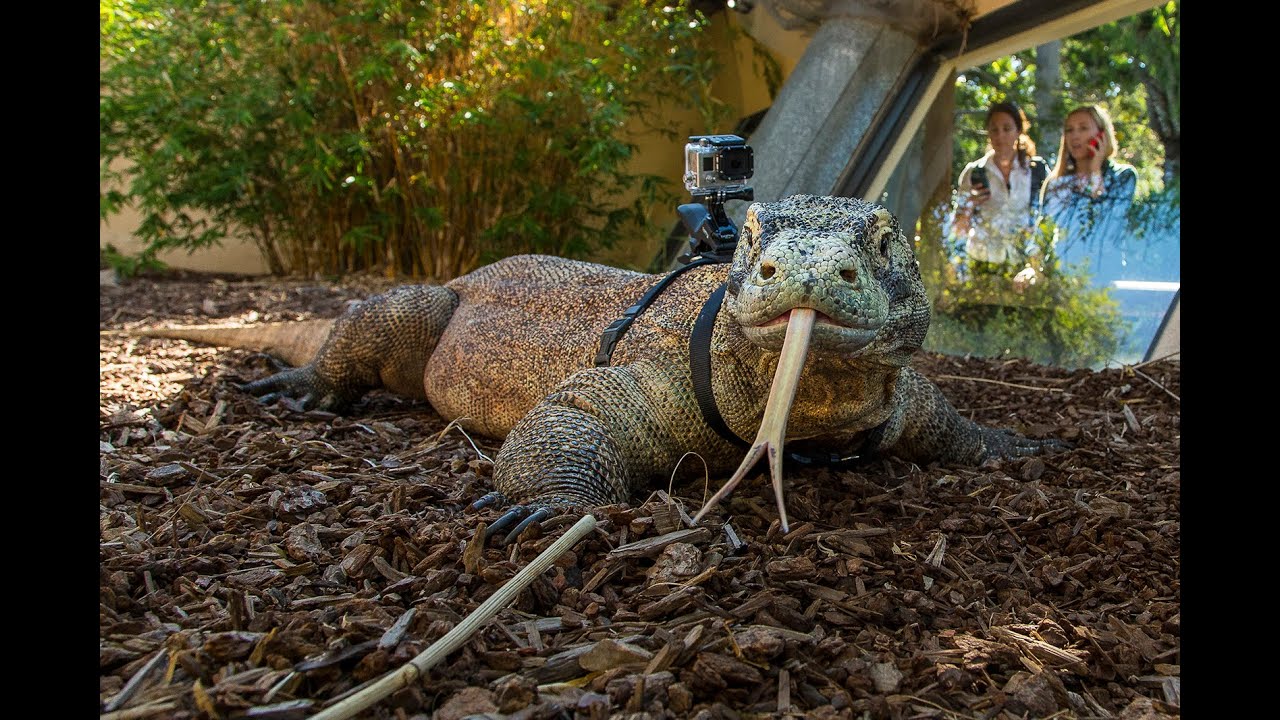 Komodo Dragon Wearing a GoPro at the San Diego Zoo