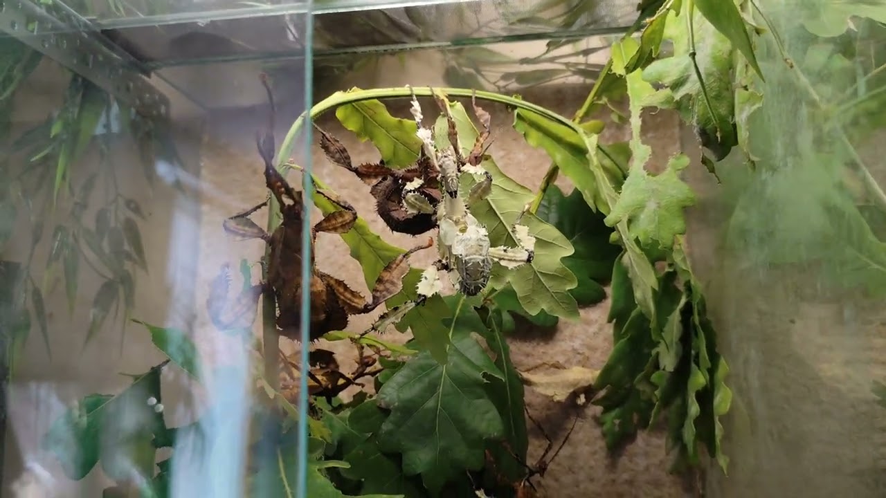 Wooow Extatosoma tiaratum lichen.