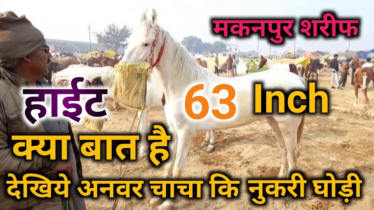मकनपर शरीफ घोड़ा मेला #मकनपुर #horse #india #युपी