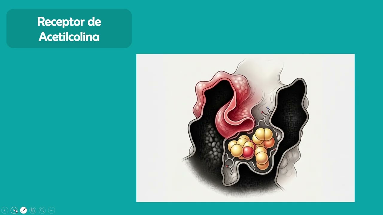 Parasimpaticolíticos/ Anticolinérgicos / Antimuscarínicos