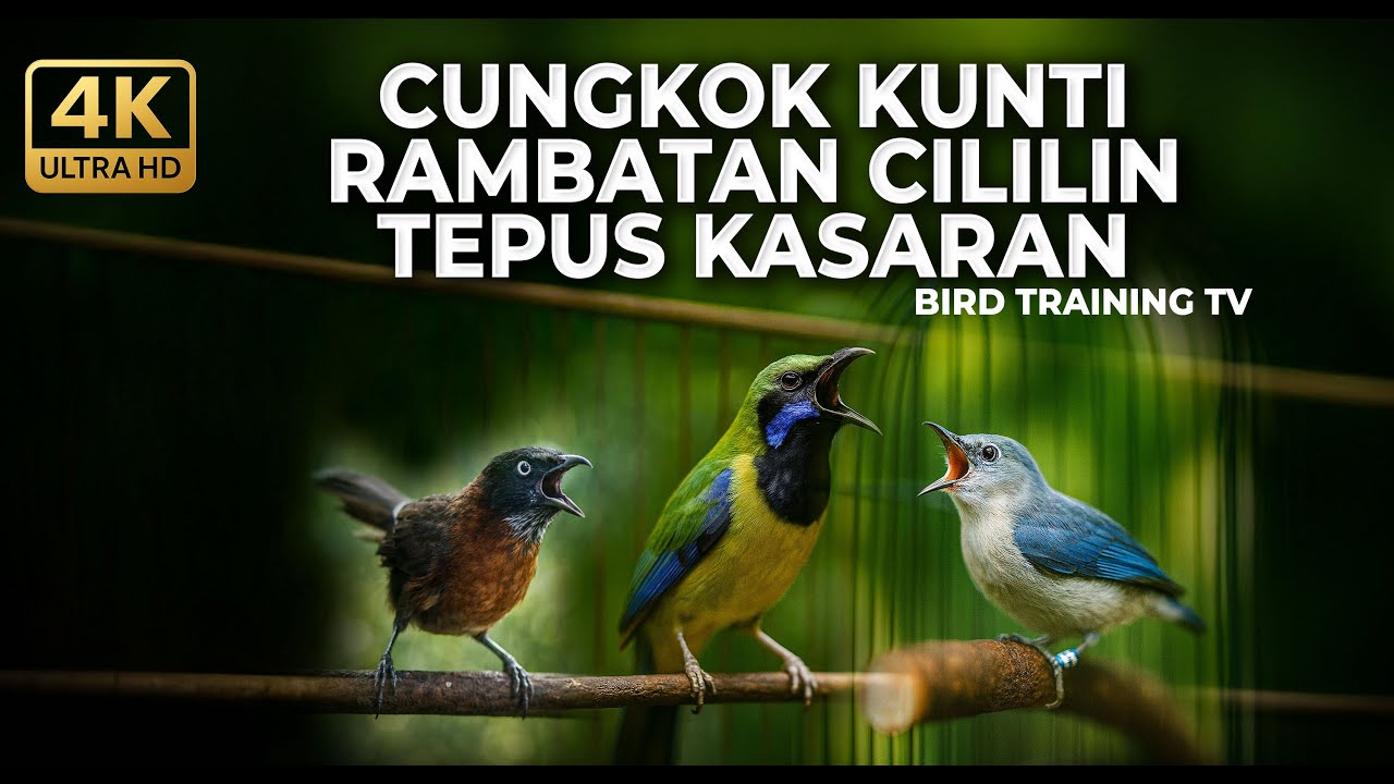 🔴 Live Masteran Cucak Cungkok Gacor Kunti vs Rambatan Isian Cililin vs Tepus Kepala Abu Gacor