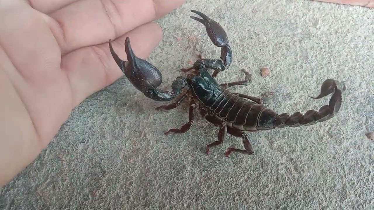 SCORPION VS Me who is VIN but scorpion to bite me 😭🦂🦂 Omg 