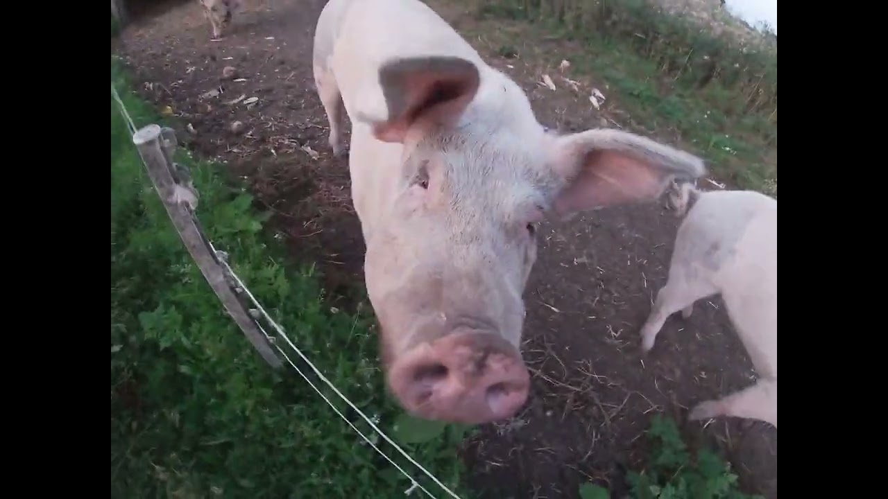 Evening feed on a hot day.