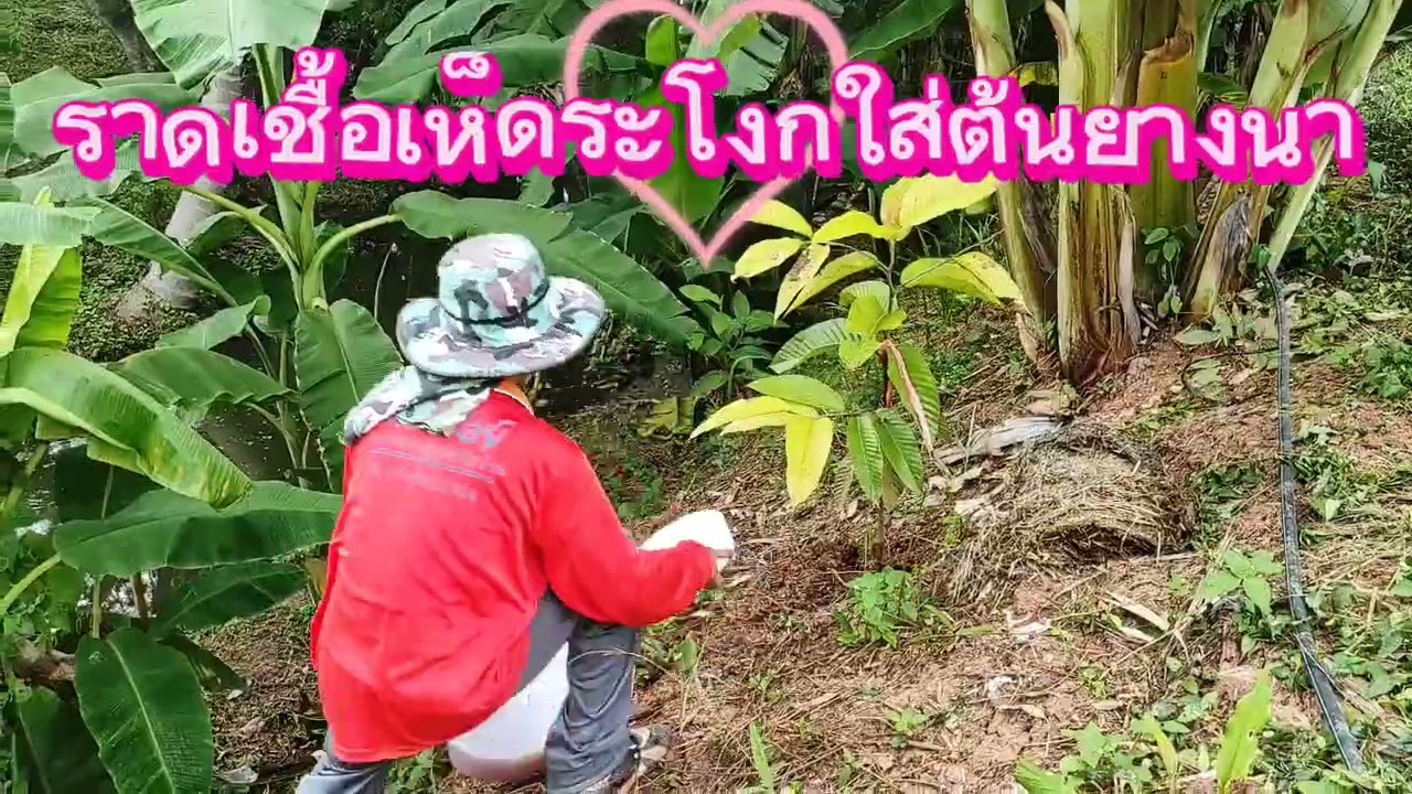 ราดเชื้อเห็ดระโงก ep 1/3