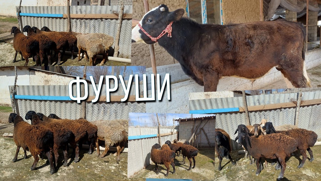 ЯК САР БУКАЧАЕИ  ЗОТИ ШАШ САР КУЧКОР  БОРИЙ БАСТАН ФУРУШИ 