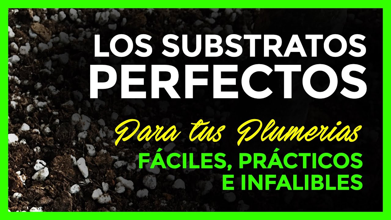 2 SUBSTRATOS PERFECTOS para tus PLUMERIAS (FRANGIPANI) 😃