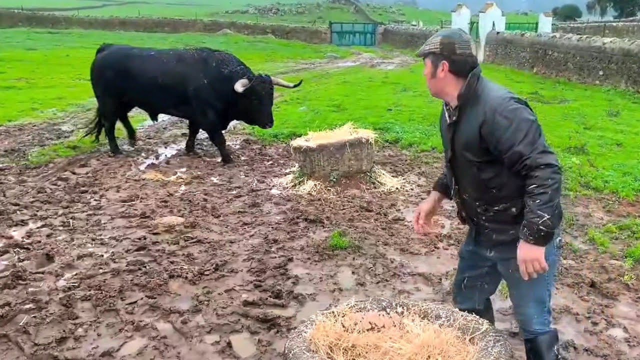 Solo Frente a un Toro Bravo… Sin Escapatoria
