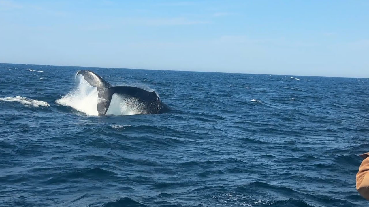 2025-08-23 - 7 Seas Whale Watch