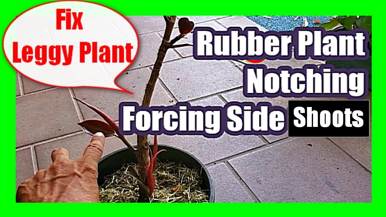 Forcing Side Shoots Without Cutting On Rubber Plant
