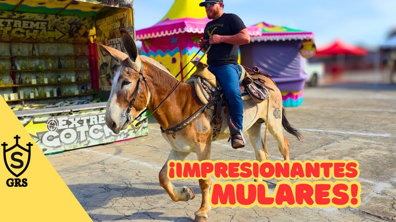 Exhibición de Mulares y Asnales | Expo Ganadera de Compostela 2025
