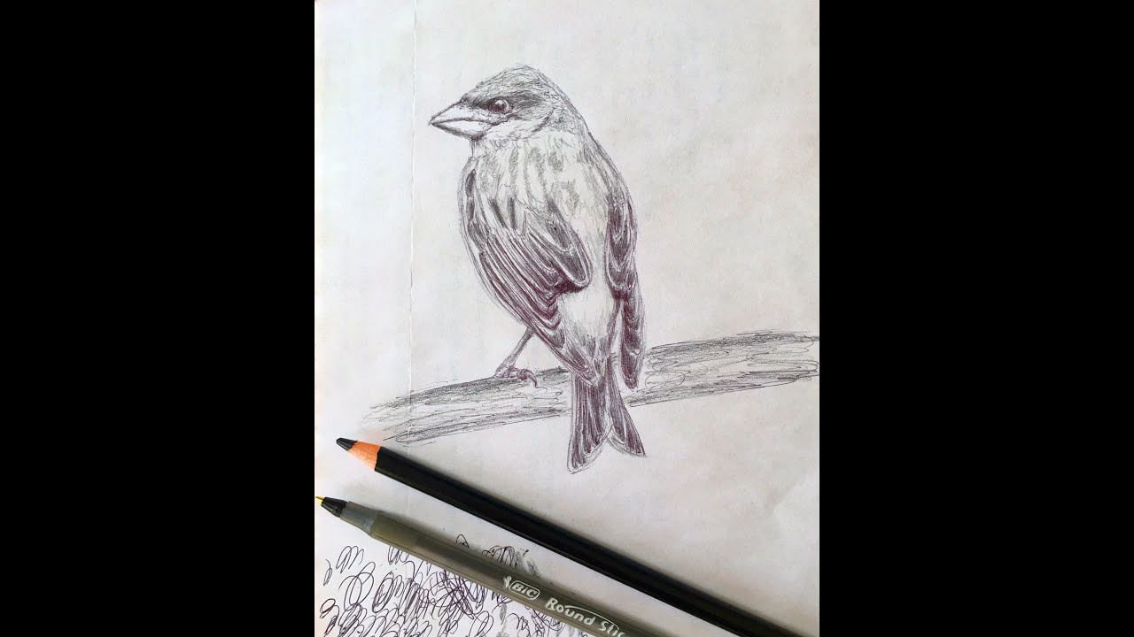 Purple Finch. Sketch Purple Finch. Line Drawing Easy Art Sketch Purple Finch