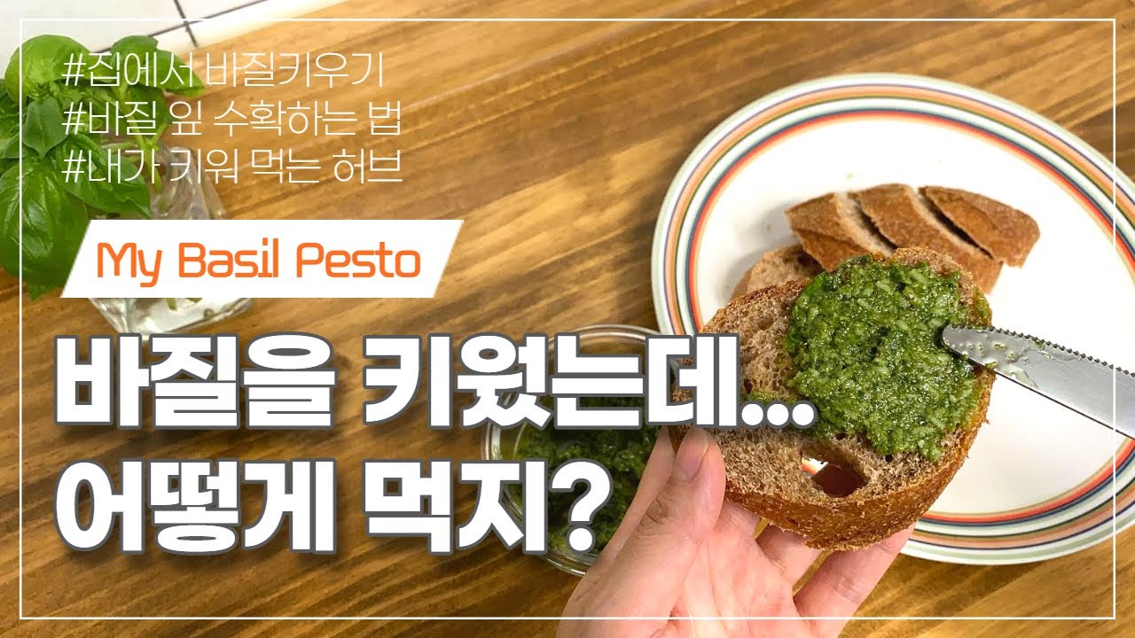바질키우기부터 바질페스토 만들기까지 | 여름의 별미, 바질페스토 만들기 | 채식요리