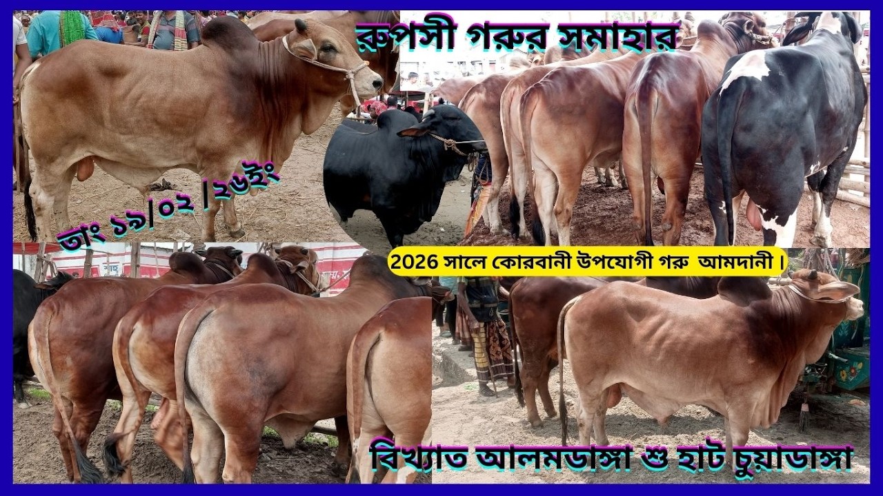 কোরবানী উপযোগী  রূপসী গরুর সমাহার হাটে জুটছে আলমডাঙ্গা পশু হাট চুয়াডাঙ্গা #cowpricein  bangladesh#