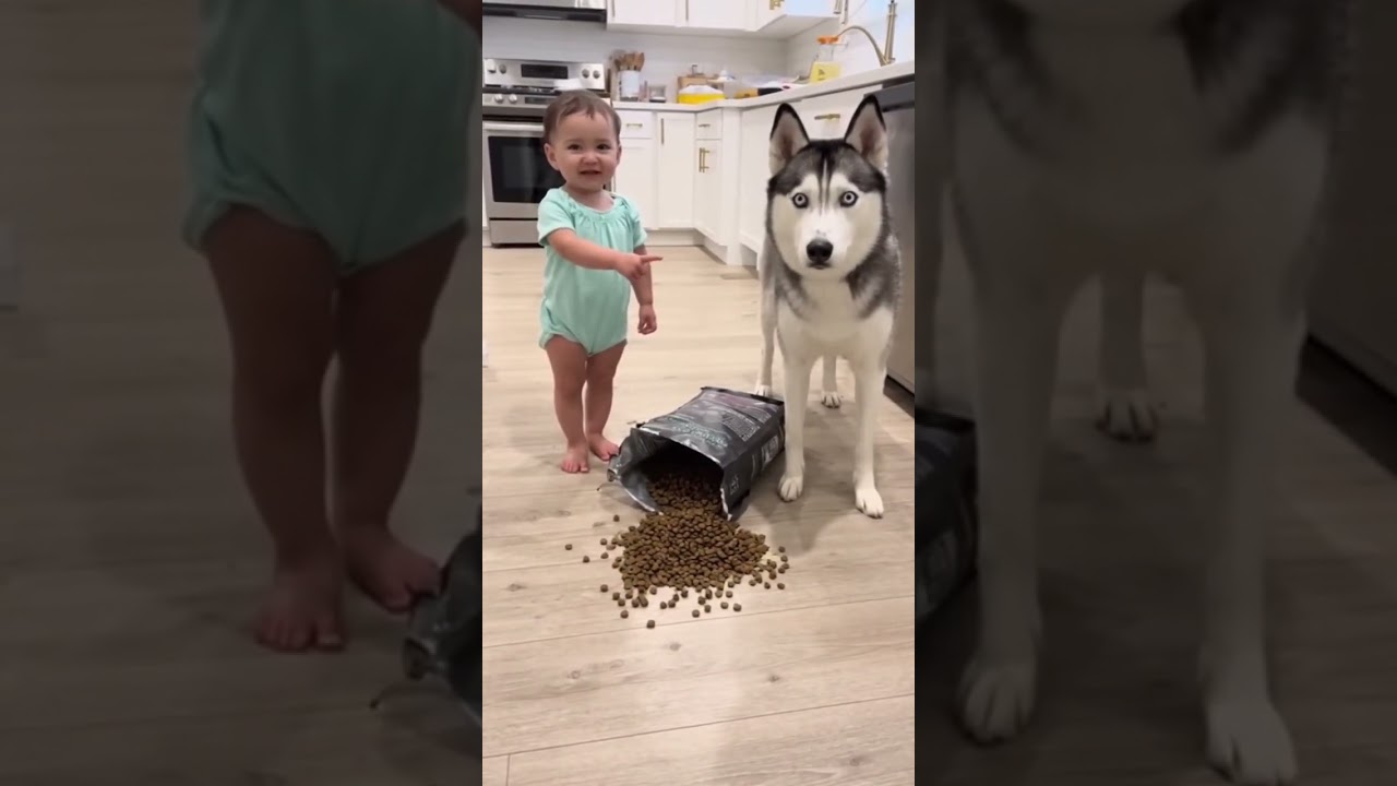 Who Spilled the Kibble? 😂👶🐺 | Baby Blames the Husky 