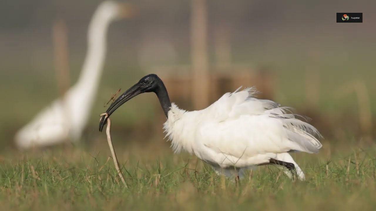 Who finally wins the big snake catch? Black-headed Ibis love hunting snakes | Watch TrulyWild 4K