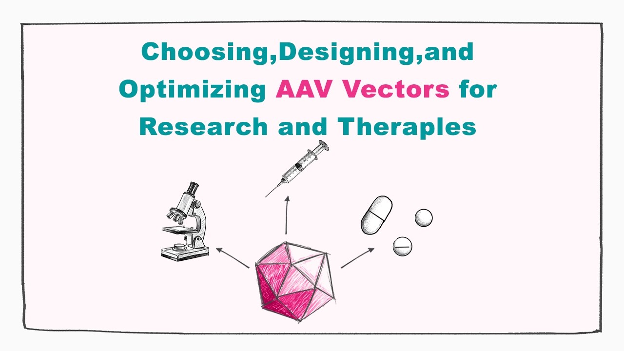 Choosing, Designing, and Optimizing AAV Vectors for Research and Therapies