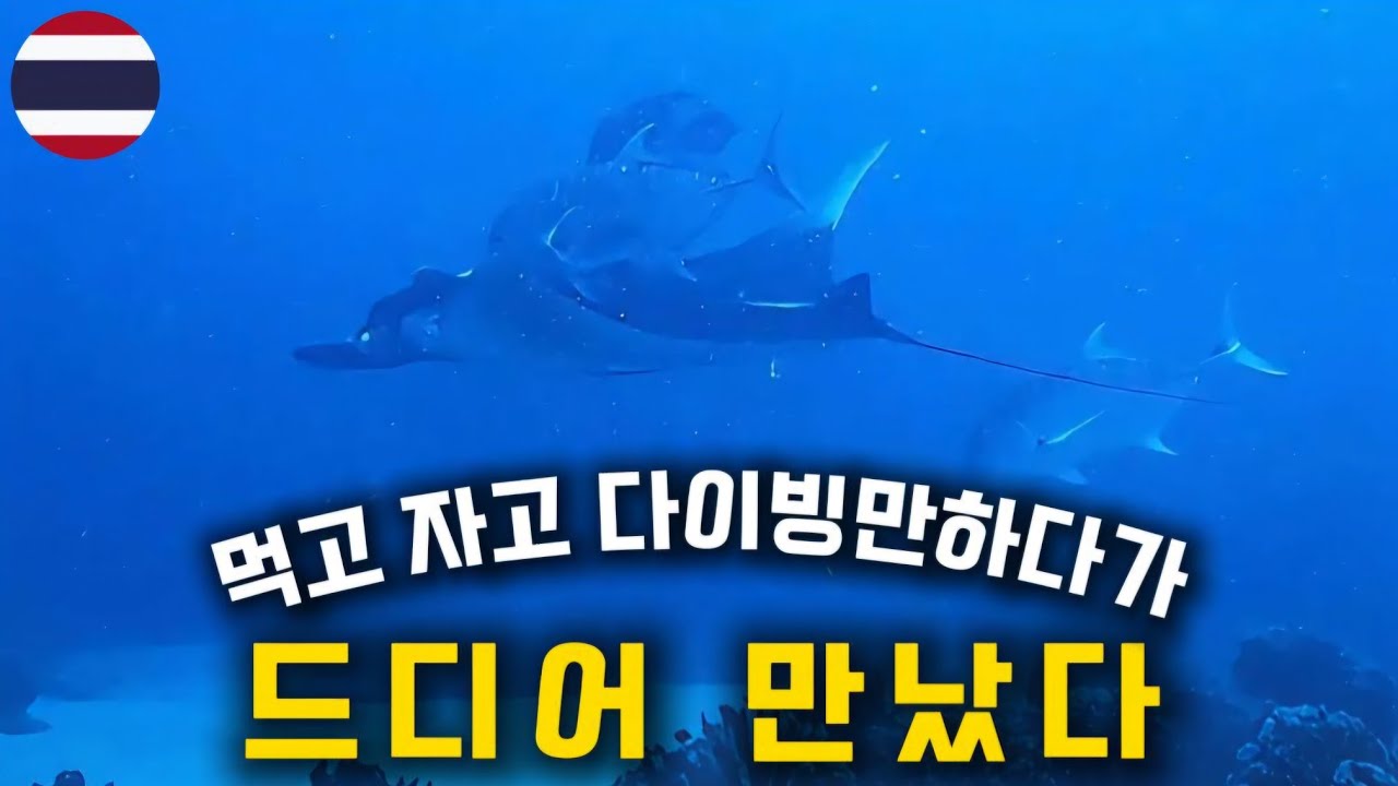 [태국 2] 리브어보드 고민한다면 반드시 보세요! ㅣ시밀란섬(리쉘리우락) 리브어보드