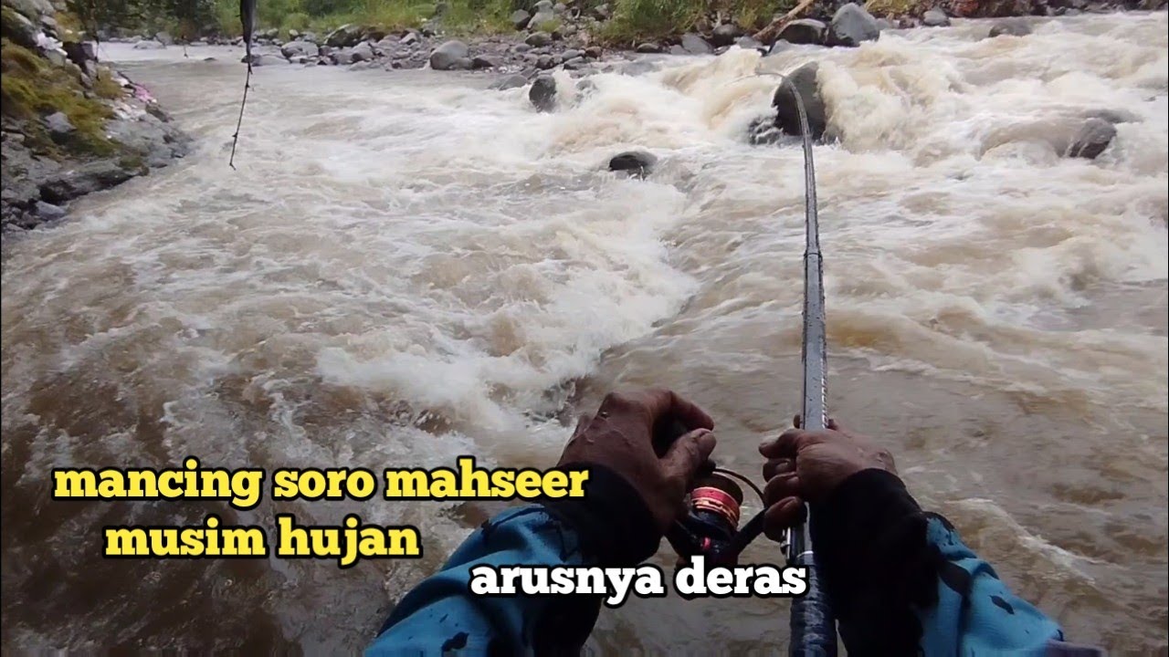 Musim Hujan,, Mancing Ikan Soro Mahseer pas di arus deras,, Umpan Jitu Mancing Ikan Mahseer Semah