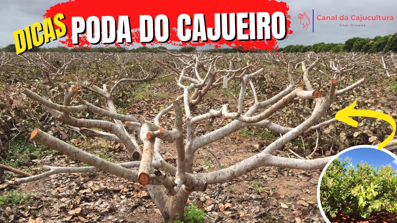 Como fazer a poda do cajueiro anão