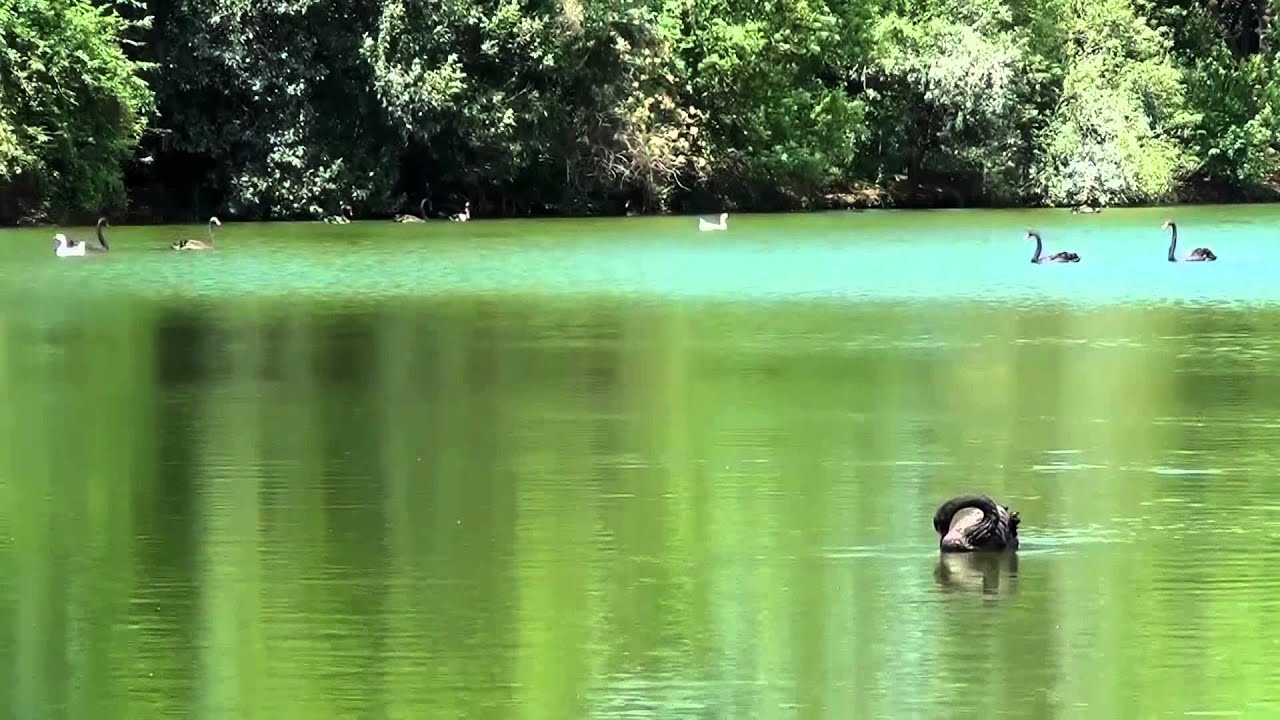Bird Songs Relaxing - 2 Hours - Sound of Nature