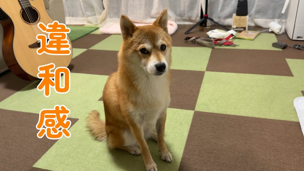 朝から様子が違い、ずっと気になっていました