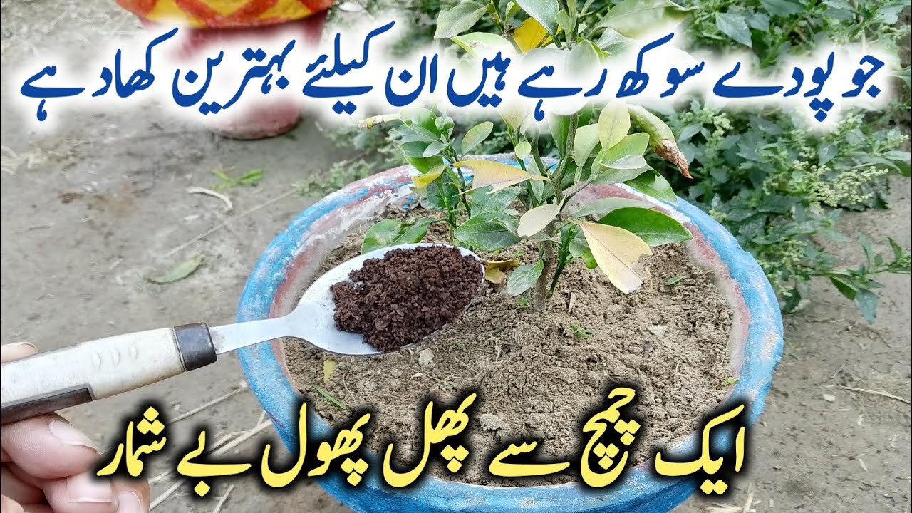 Black fertilizer for dry and sick plants | podon ki growth kaise badhaye