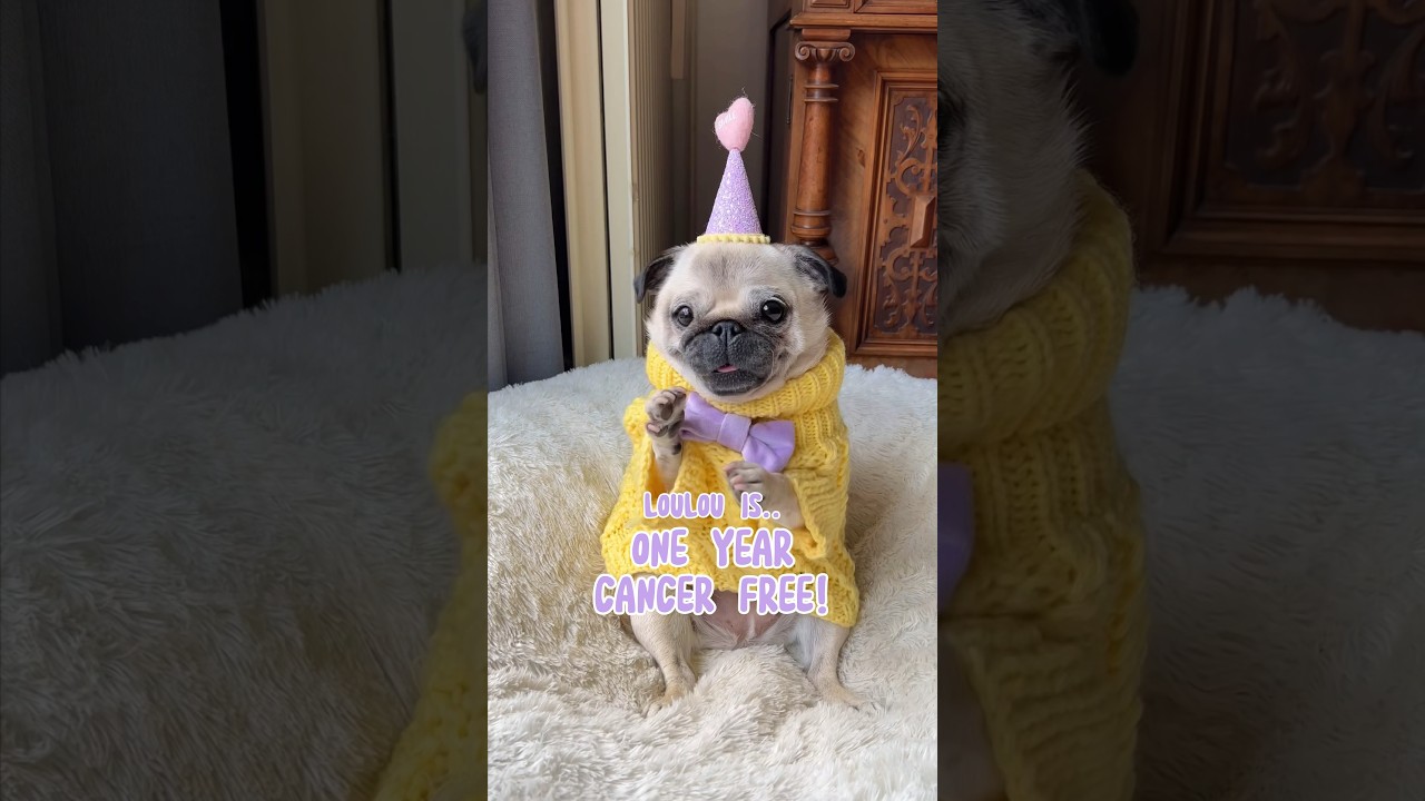 Loulou&rsquo;s Cancer Story & Recovery ❤️&zwj;🩹 #dog #pug #love