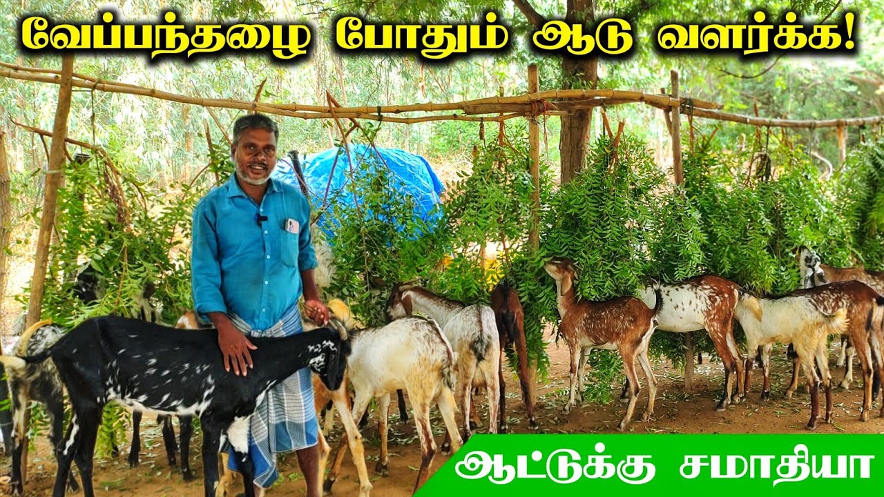 🐐 ஒரு ஆடு வாங்கி! ஒரு பண்ணையை உருவாக்கிய விவசாயி! கொடி ஆடு வளர்ப்பு!
