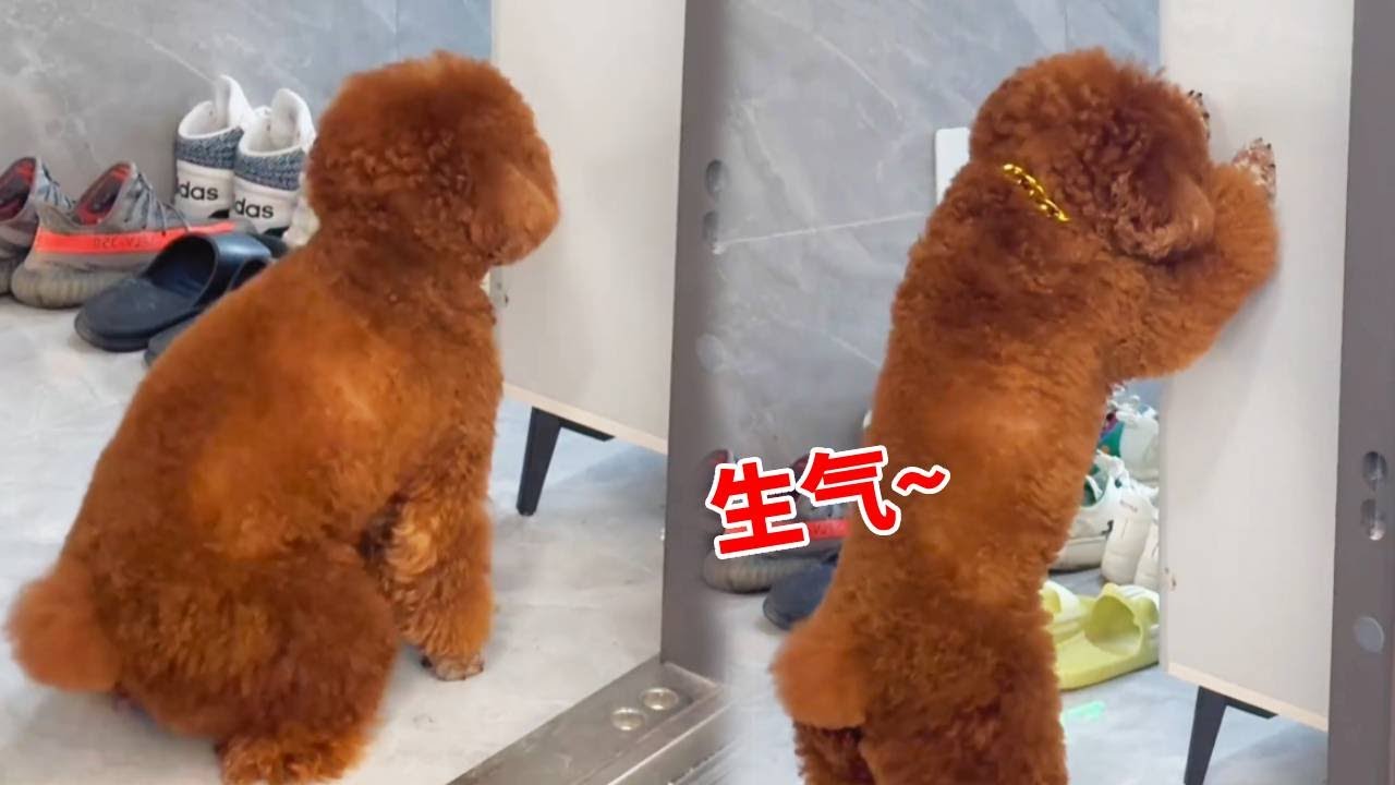 这狗一言不合就离家出走！简直无法无天了，你们家的狗子也会这样吗？【小泰迪毛毛】