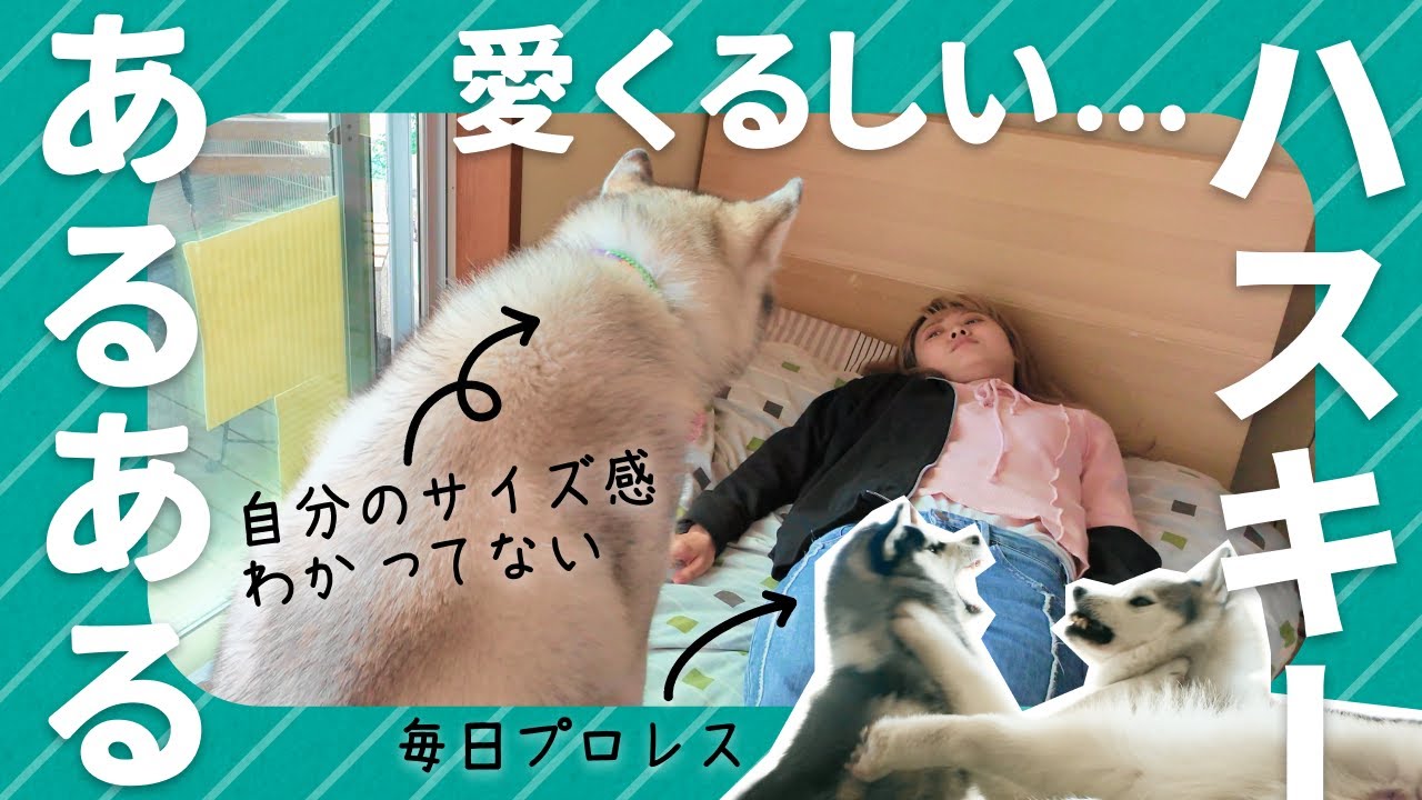 愛っくるしいハスキーあるある集🐺