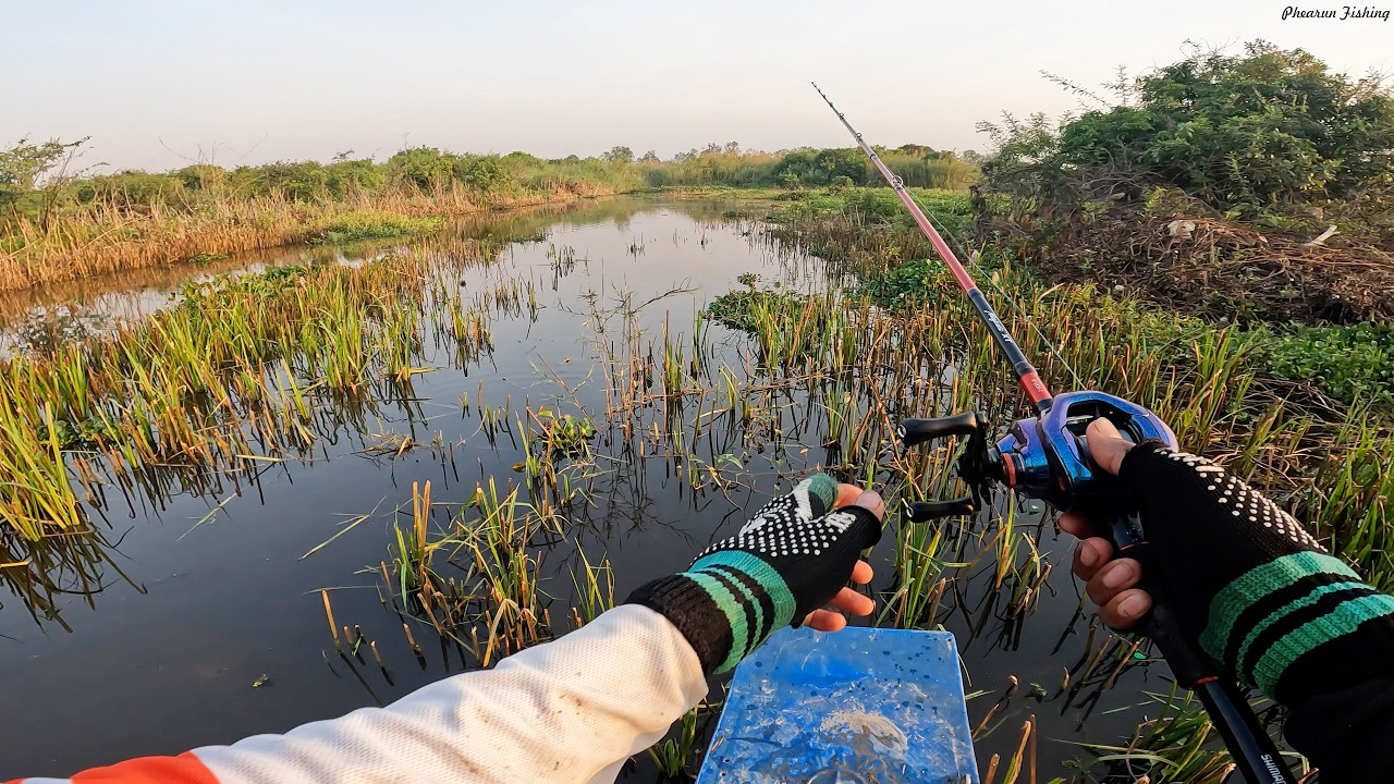 Snake Head Fishing Video | ជើងនេះប៉ះគីឡូធ្ងន់ច្រើន | វីឌីអូចែករំលែក
