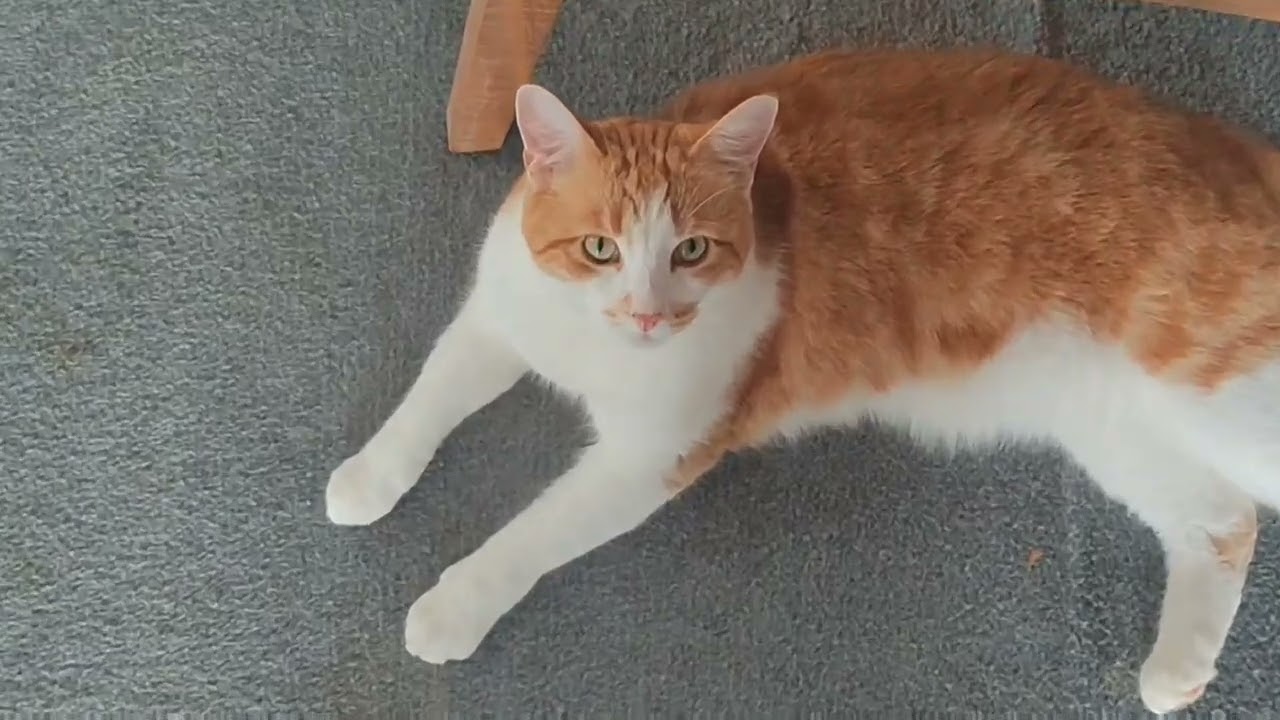 Georgie's Story: A cat living with HCM- Medication @GeorgieDeeDee 