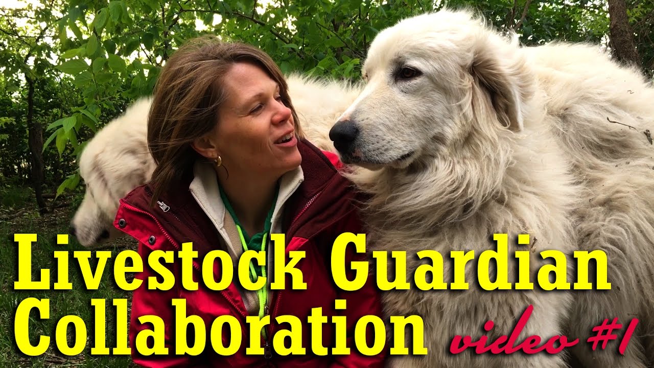 Livestock Guardian Collaboration - Video #1 Chick-a-Woof Ranch