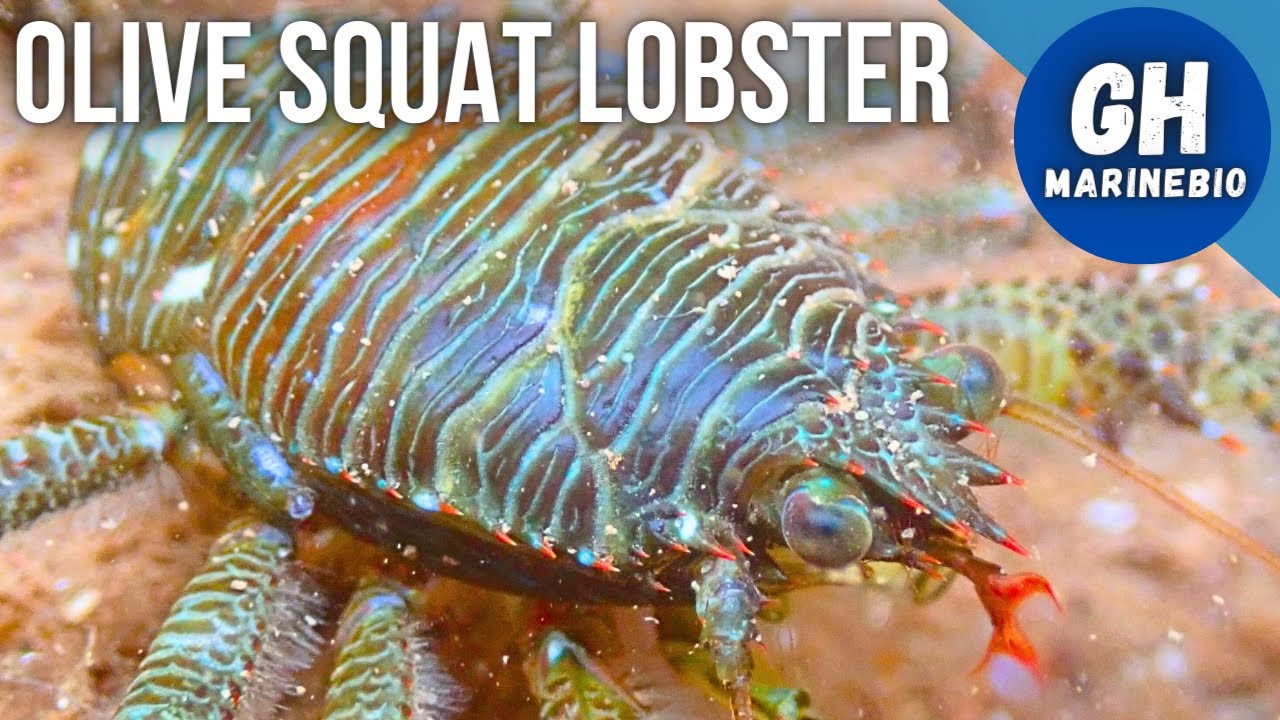 Species Spotlight - Olive squat lobster (Galathea squamifera)