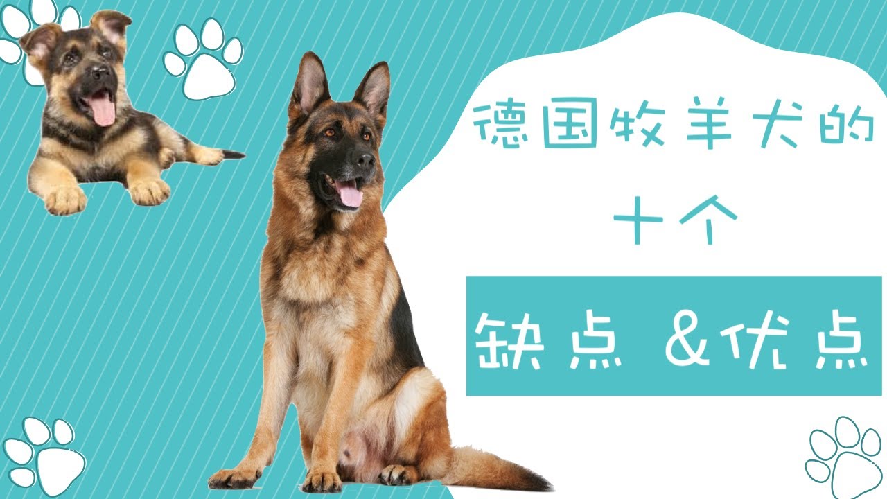 德国牧羊犬的十个优缺点，请想清楚再决定要不要养德国牧羊犬（点CC看字幕）