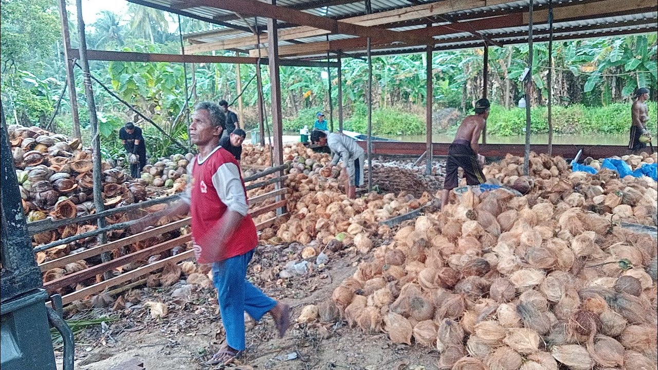 Antara Salah Satu Desa Penghasil Buah Kelapa Yang Ada Di Kota Kalimantan Tengah